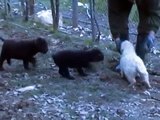 cuccioli di lagotto (3 mesi)  in addestramento per la ricerca del tartufo