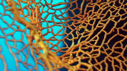 Papua New Guinea Diving - Extended Version