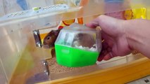 (hamster、ハムスター)鼠球模式與滾輪模式使用短片