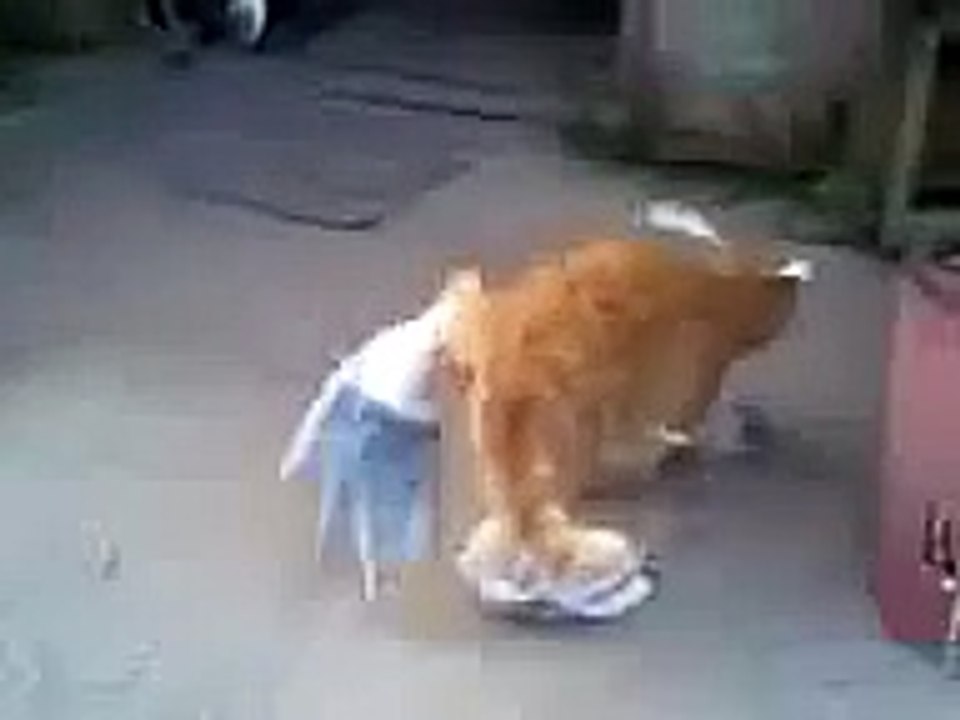 What´s Happened With This Cat