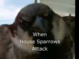 When House Sparrows Attack