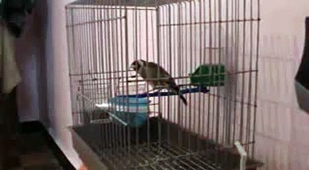 chant chardonneret algerien gazret servati manifique