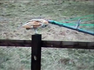 Barn Owl (Tyto alba)