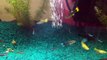 Juwel Korall 60L Tank - Guppies Neon Tetras Pleco and Loaches