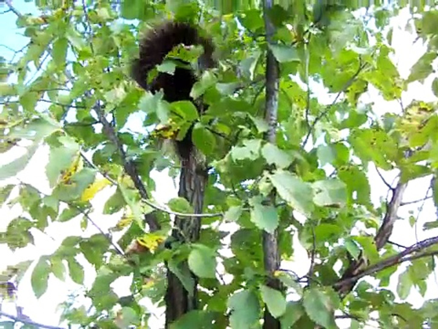 Nancy Today: Porcupine runs up a tree ASMR
