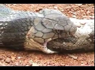 King Cobra Eating A Python