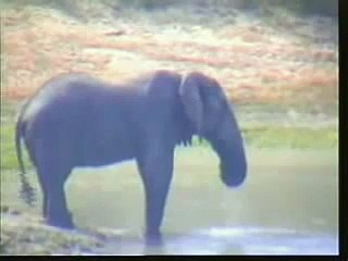 Wonky The Elephant At Gowrie