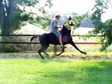 PARK PERFORMANCE TENNESSEE WALKING HORSE FOR SALE