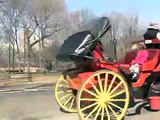 Animal Rights Advocates Call for Ban on Horse-Drawn Carriage Rides in New York