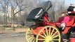 Animal Rights Advocates Call for Ban on Horse-Drawn Carriage Rides in New York