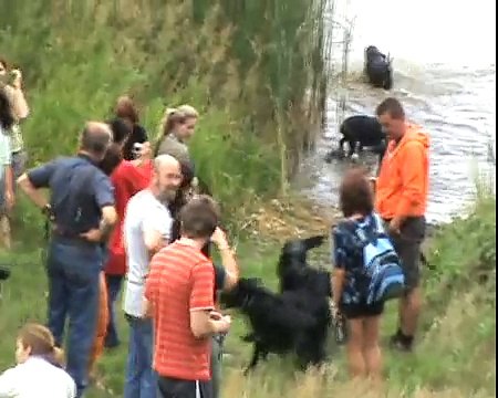 The meeting of flat coated retrievers