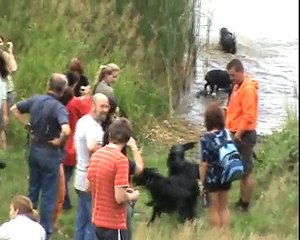 The meeting of flat coated retrievers