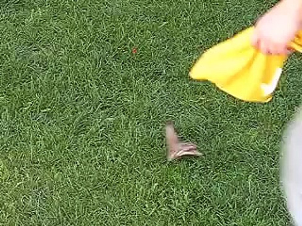 sugar glider chasing daddy