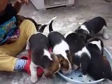 beagle cachorros.wmv