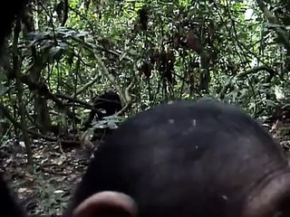 Curious Chimp Checks Out Camera