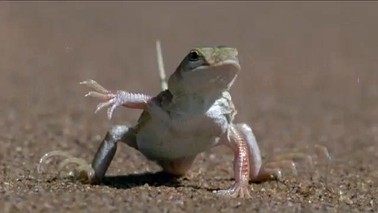 Canesten Talking Lizard