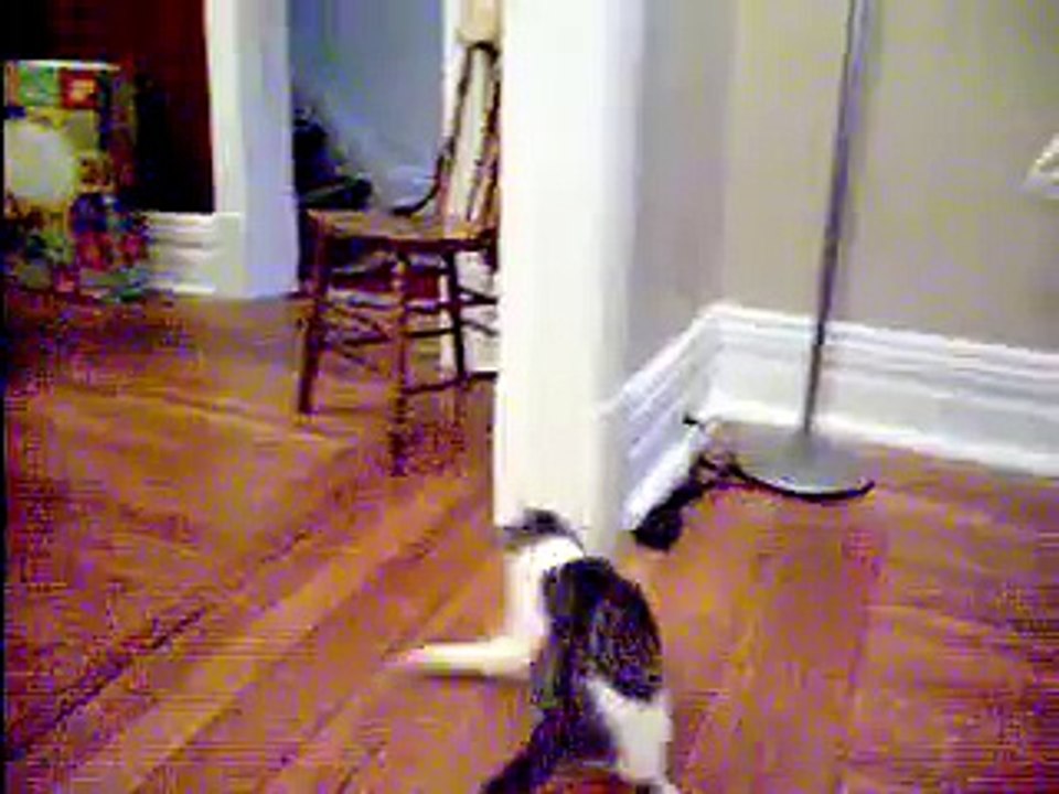 this kitty can really jump!!!!