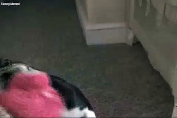 Naughty Boston Terrier