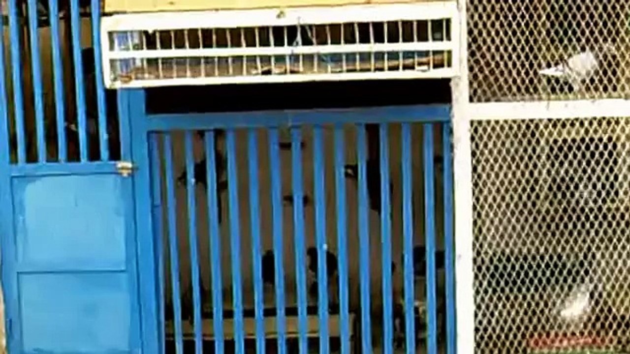 Pigeon Voyager 2015