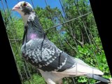 الزاجل (سيد الحمام) Homing pigeon 2014