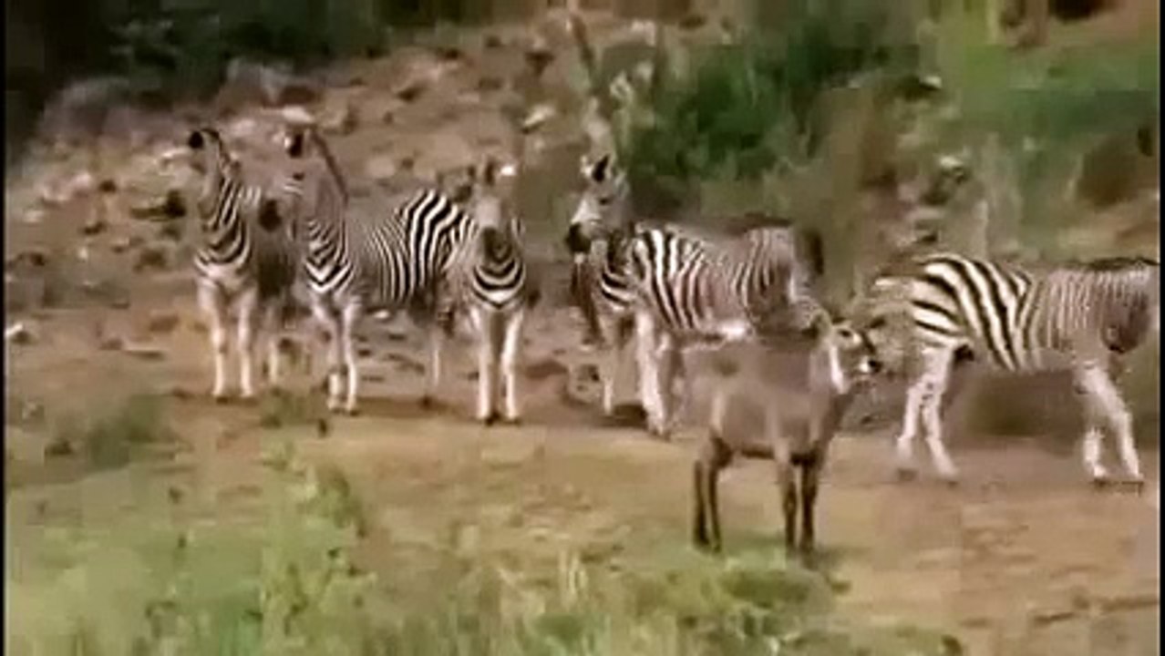 Animal Planet | Discovery Channel | Wild Life Documentary 2015 | National Geographic Wildl