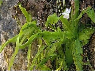 plantas carnivoras y lagartija -Luis Miguel Domínguez Avatar