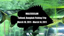Freshwater Atlantic tarpon(Megalops atlanticus) and Hydrocynus Vittatus @ Chatuchak Market, Bangkok