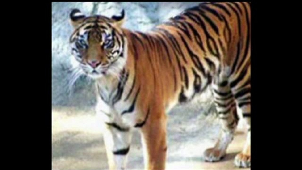 signe d'Allah معجزات الله في خلقه سبحان الله لن تصدق ما سترى والله سوف تذهل