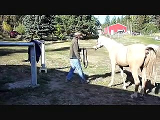 SOLD! Brie, big Morgan 2009 palomino, video in 2010