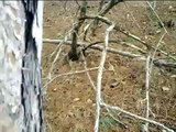 Ukrainian Yeti Sasquatch Bigfoot footage