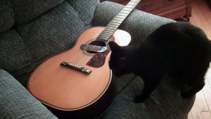 CAT PLAYS GUITAR!!!