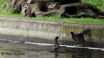 An Angry Duck Attacks Two Fighting Moorhens