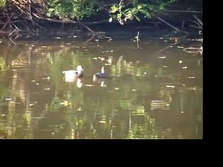 What the Duck are they doing?