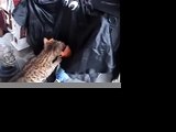 Bengal Cats Search For Halloween Treats