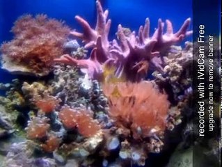 acuario marino 75 galones