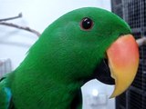 Eclectus parrot Flying to me on command