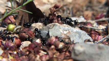 Repas de fourmis