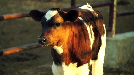 Chapter 4: Newborn and Milk-Fed Dairy Calves (2013)