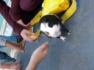 Cute Guinea Pig Eating And Playing With Its Owner