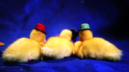 La bande à Picsou, le générique avec de vrais canards ! (VF)