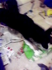 german shepherd puppy makes a huge mess!