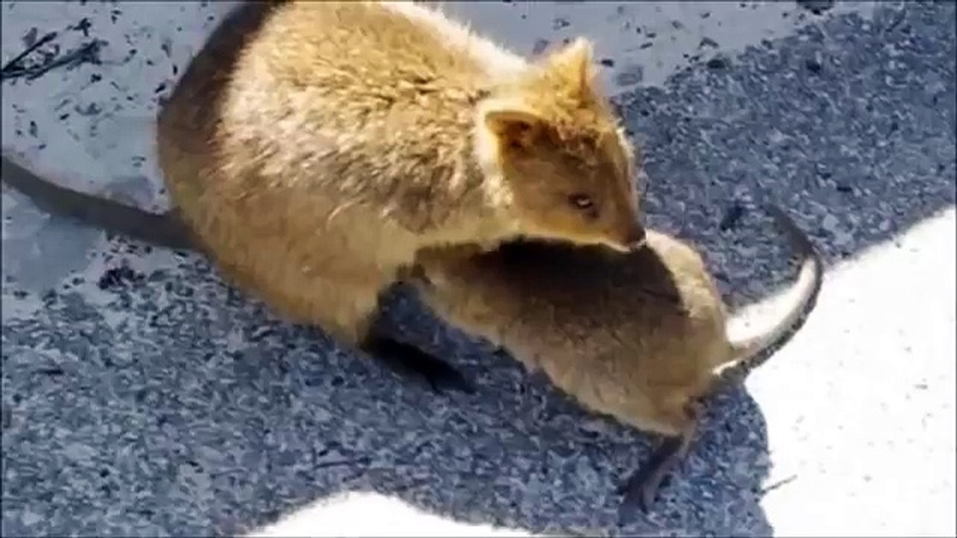 Mammals of the World: Quokka