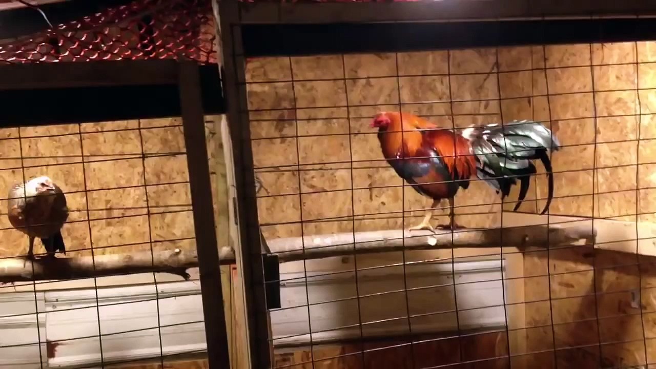 Gamefowl Fly Pens