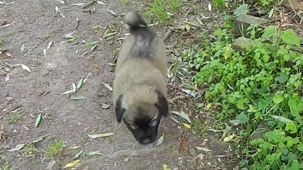39 jours chiot n°1 femelle (2)