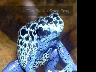 The Poison Dart Frog
