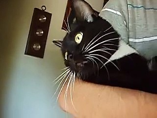 Cats Hissing and Growling