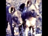 african hunting/wild dogs (lycaon pictus)