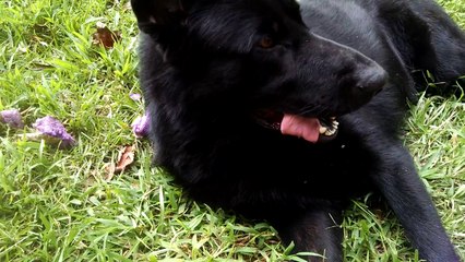 Sammy the german Shepherd lounging at home