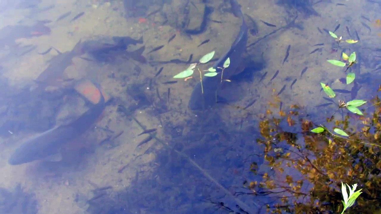 20140915 088 Big Fish Little Fish Swimming In Shallow Water Next To The Boardwalk At Blacks Nook