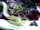 Brazilain Golden & White Eye Moray Eels